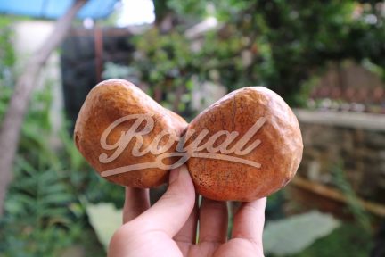 Sepasang Buah Zuriat